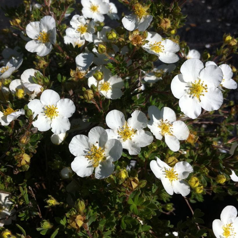 Potentilla fruticosa 'Abbotswood' from NVK Nurseries