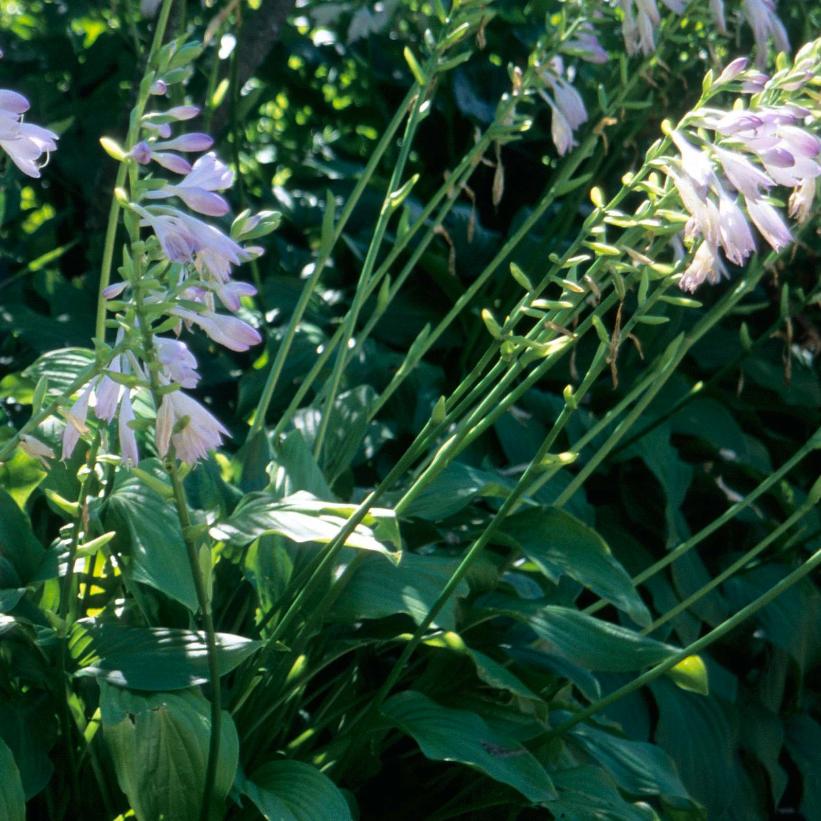 'Honeybells' from NVK Nurseries