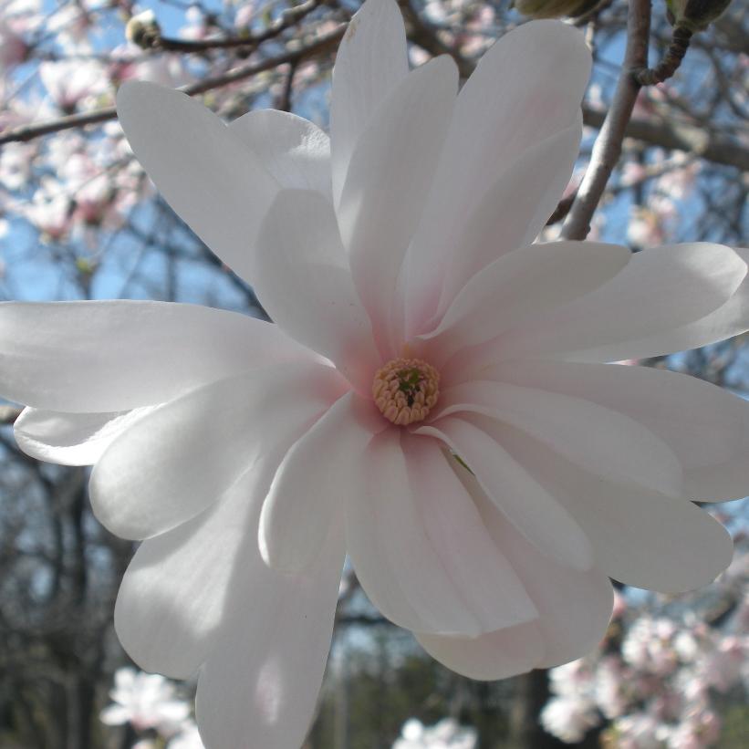 Magnolia stellata 'Royal Star' from NVK Nurseries