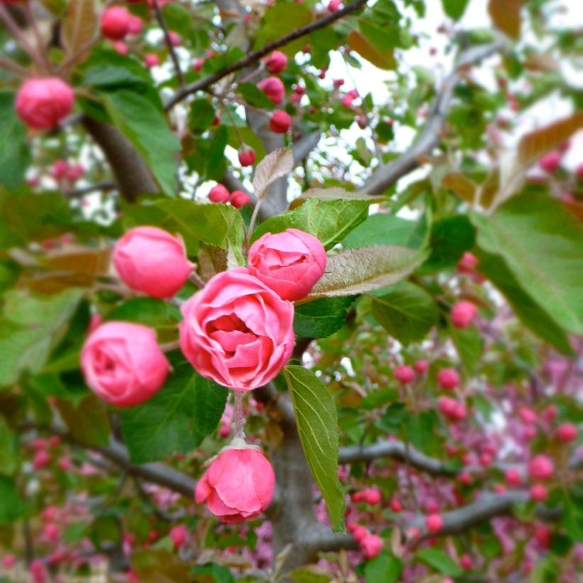 Brandywine® ('Branzam') (COPF) from NVK Nurseries