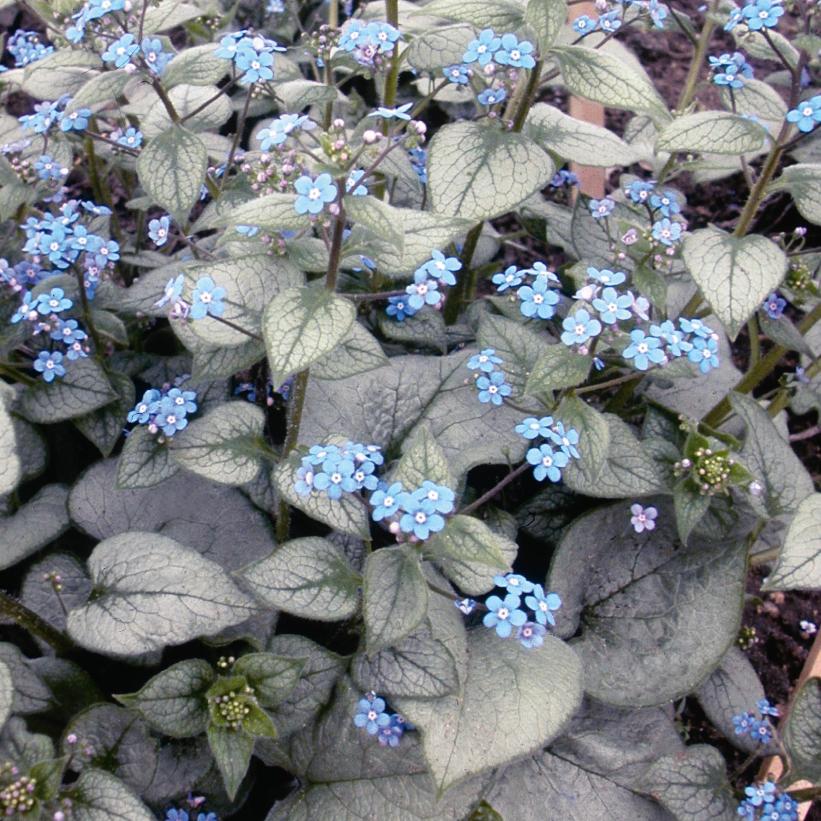 Brunnera macrophylla 'Looking Glass' (PP17829, CPBR3115) from NVK Nurseries