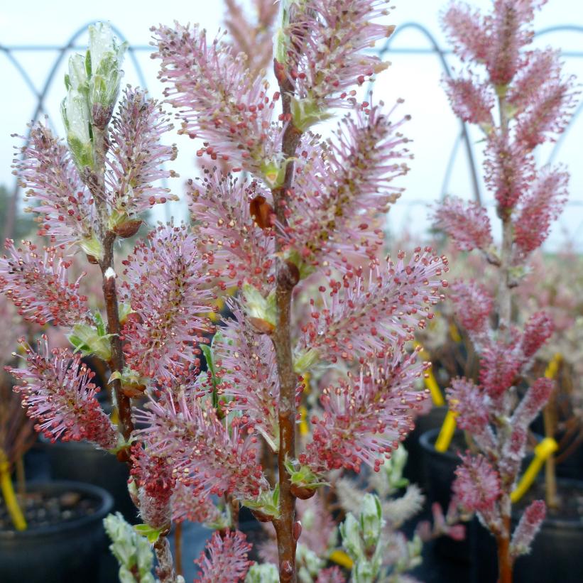 Salix candida from NVK Nurseries