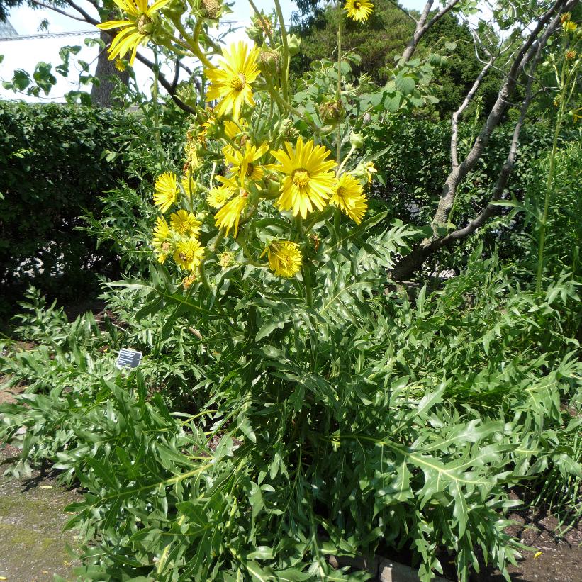 Silphium laciniatum from NVK Nurseries