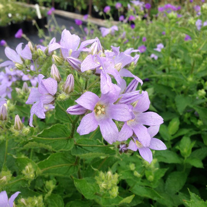 Campanula lactiflora 'Prichard's Variety' from NVK Nurseries