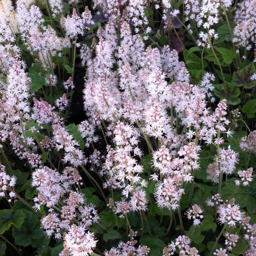 Tiarella cordifolia from NVK Nurseries