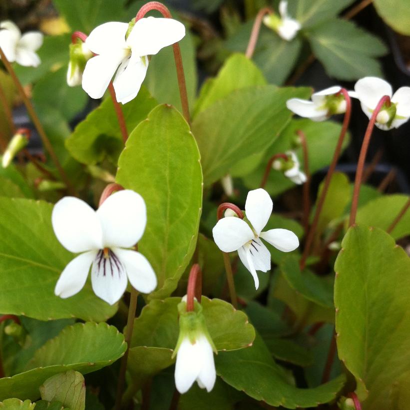 Viola canadensis from NVK Nurseries