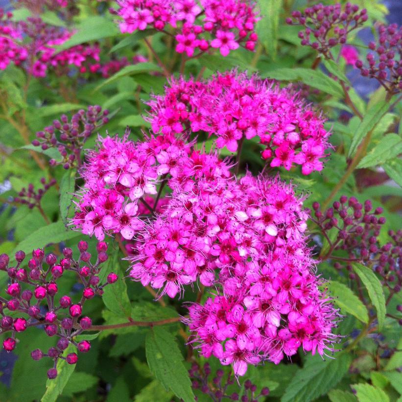 Spiraea japonica 'Anthony Waterer' from NVK Nurseries