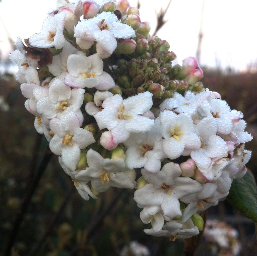 Viburnum x burkwoodii from NVK Nurseries