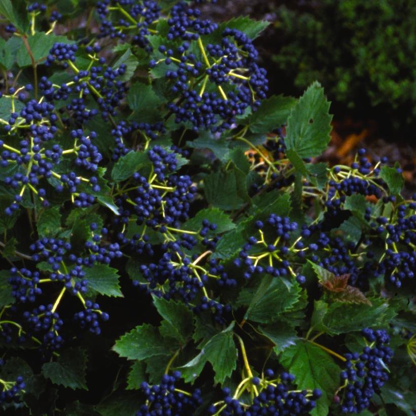 Viburnum dentatum Blue Muffin® ('Christom') from NVK Nurseries