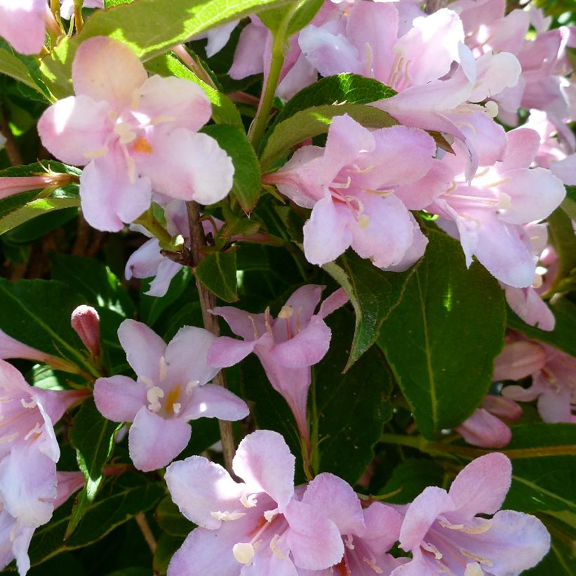 Weigela florida 'Pink Princess' from NVK Nurseries