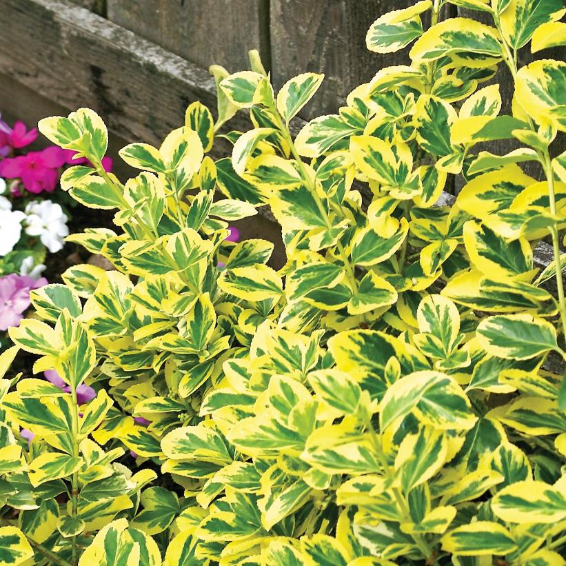 Euonymus fortunei 'Emerald n' Gold' (PP2231) from NVK Nurseries