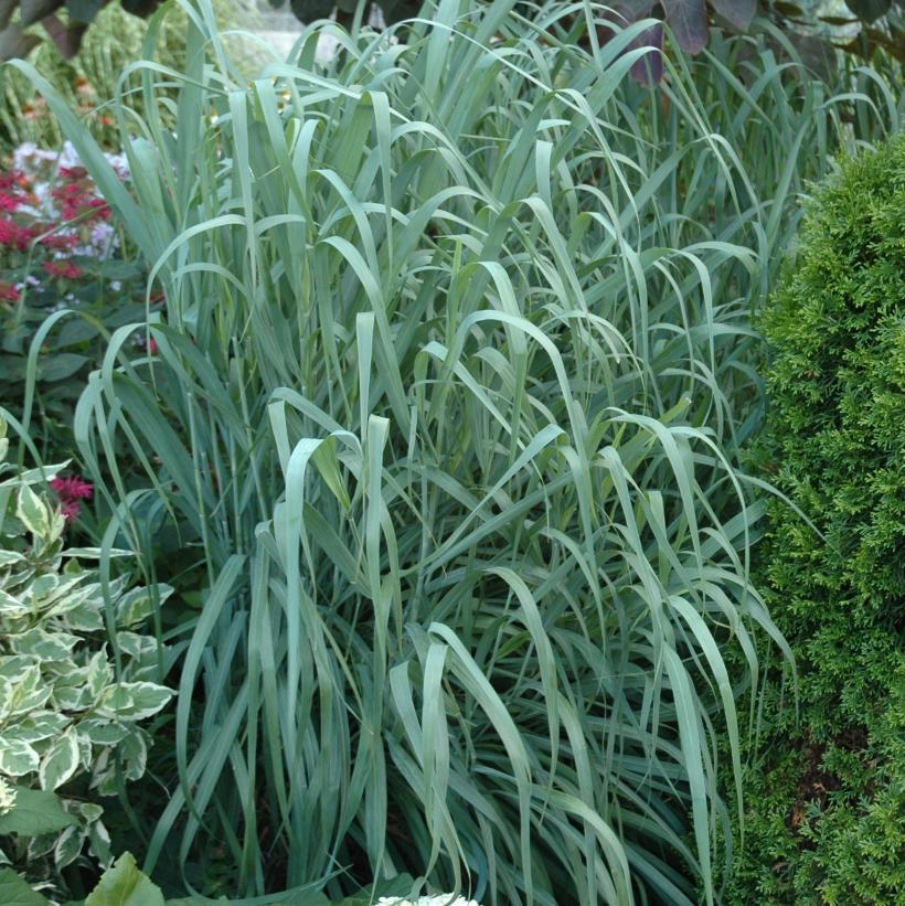 Panicum virgatum 'Dallas Blues' (PP11202) from NVK Nurseries