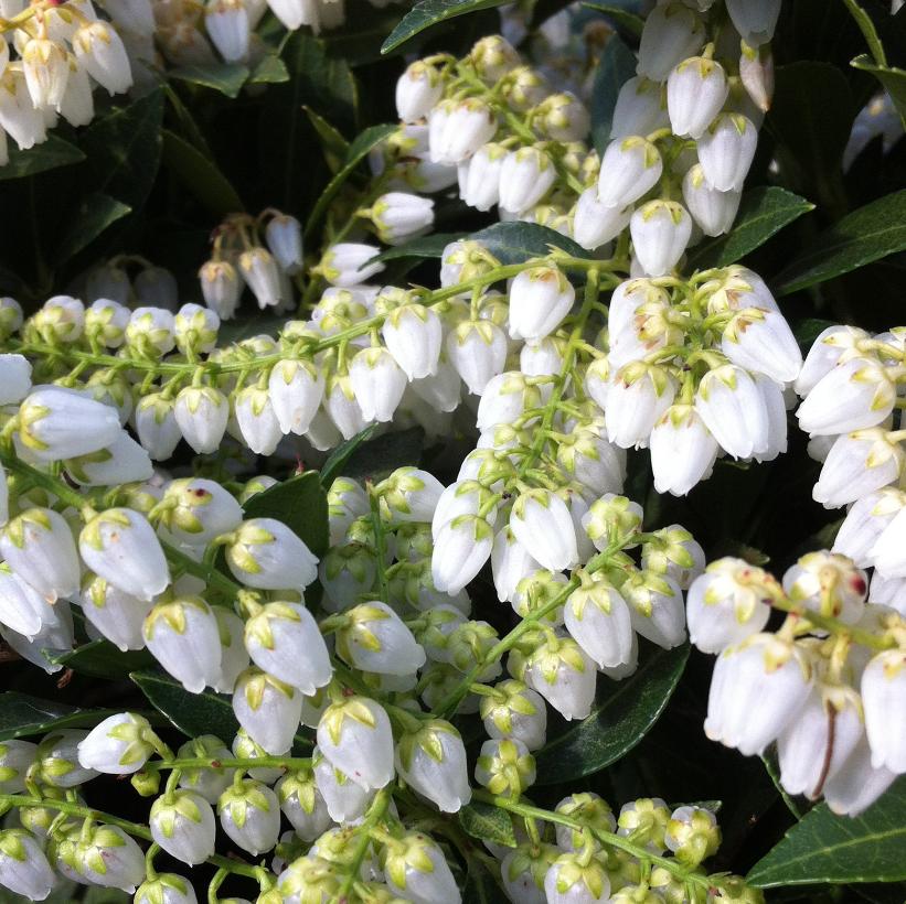 Pieris japonica 'Cavatine' from NVK Nurseries
