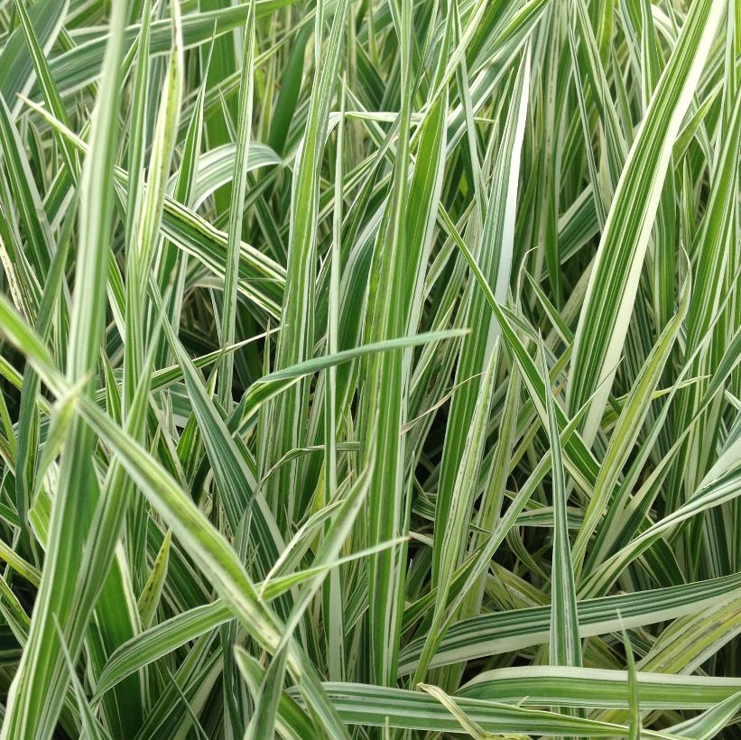Phalaris arundinacea 'Picta' from NVK Nurseries
