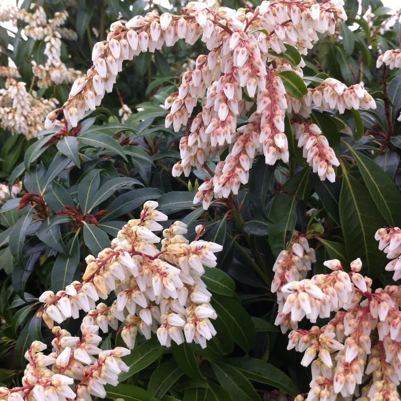 Pieris japonica 'Scarlet O'Hara' from NVK Nurseries
