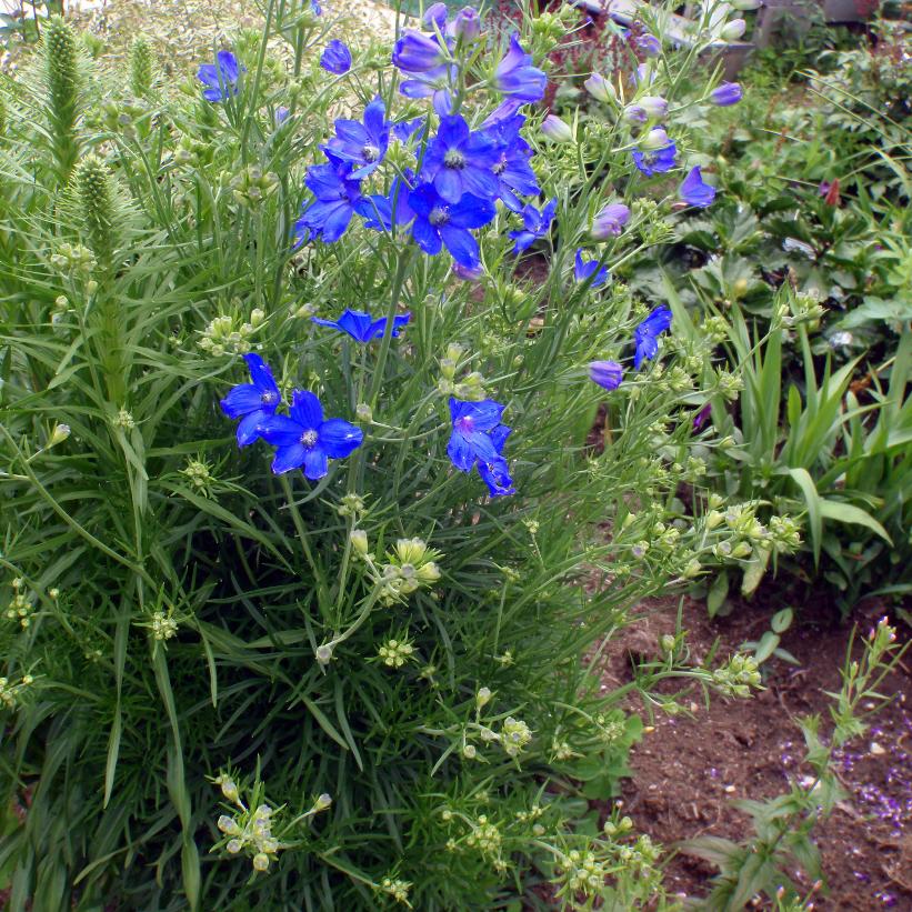 Delphinium grandiflorum 'Blue Butterfly' from NVK Nurseries