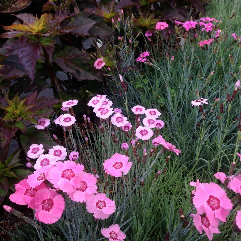 Dianthus alpinus from NVK Nurseries