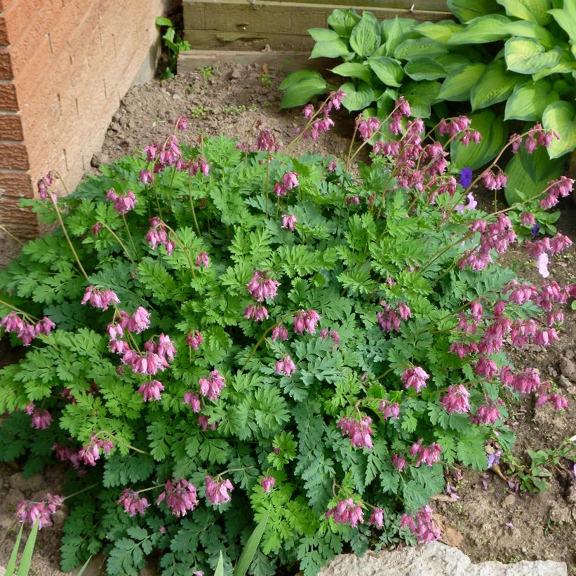 Dicentra formosa 'Luxuriant' from NVK Nurseries