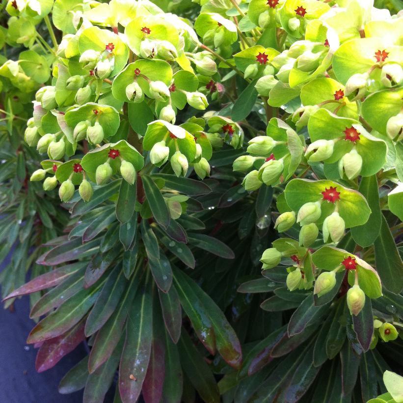 Euphorbia x martinii Tiny Tim ('Waleutiny') (PP16930, COPF) from NVK