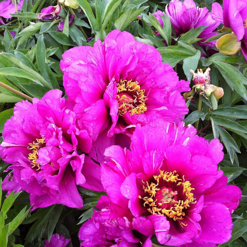 Paeonia itoh 'Morning Lilac' from NVK Nurseries