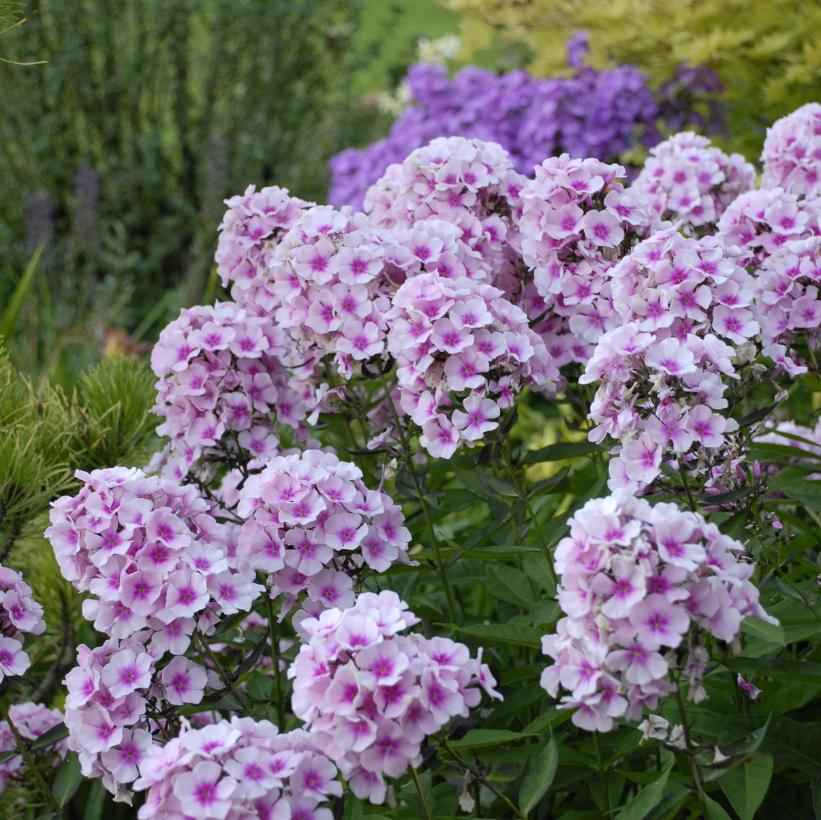 Phlox paniculata 'Bright Eyes' from NVK Nurseries