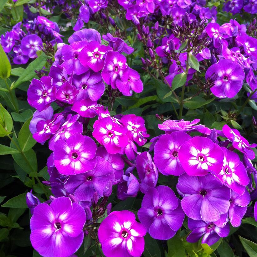 Phlox paniculata 'Laura' from NVK Nurseries