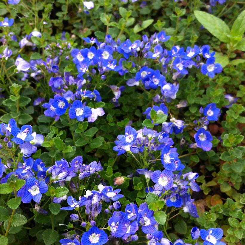Veronica liwanensis from NVK Nurseries