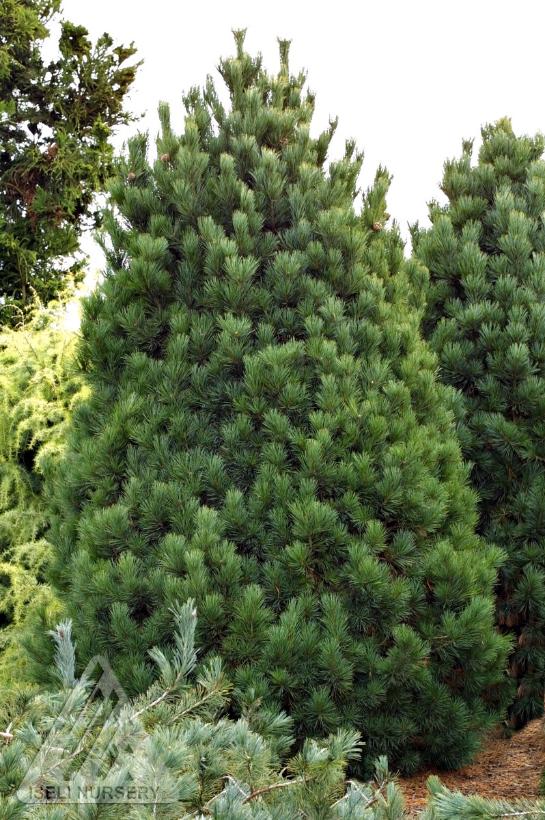 Pinus cembra 'Glauca Nana' from NVK Nurseries
