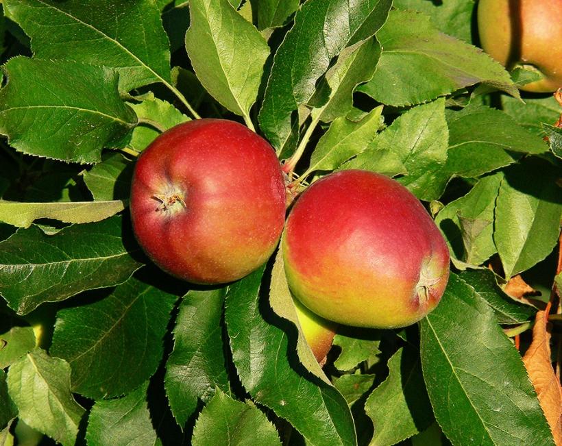 'Gala' from NVK Nurseries