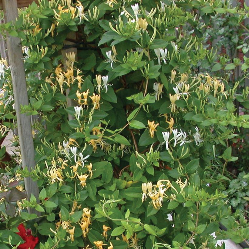 Hall's Japanese Honeysuckle Lonicera Japonica 'Halliana