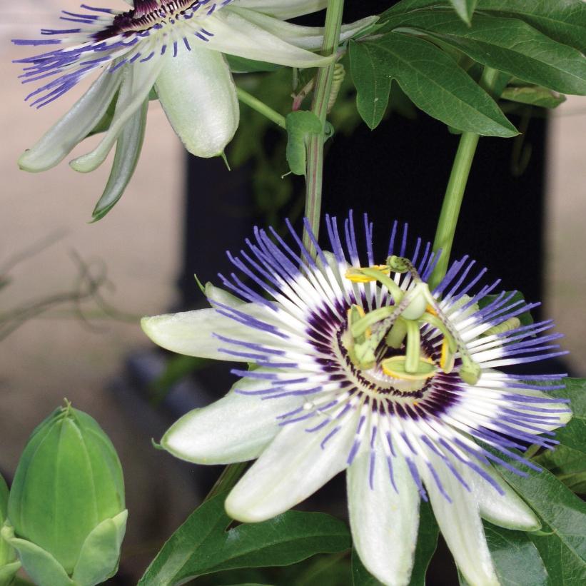 Passiflora caerulea from NVK Nurseries