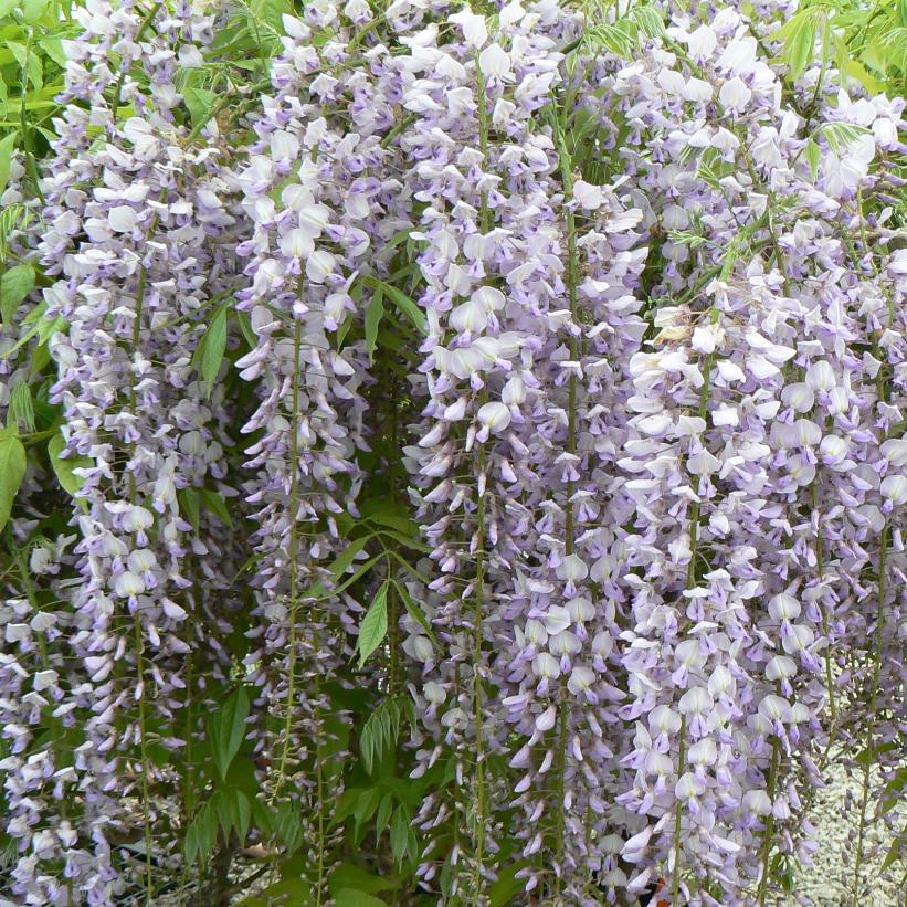 Wisteria floribunda 'Lawrence' from NVK Nurseries