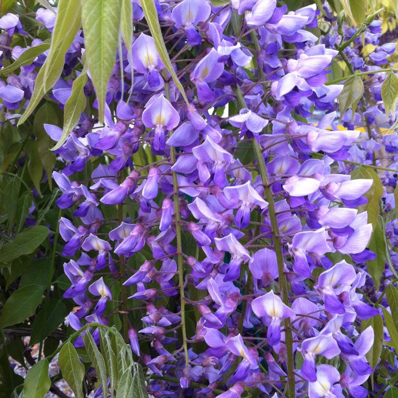 Wisteria sinensis 'Black Dragon' from NVK Nurseries