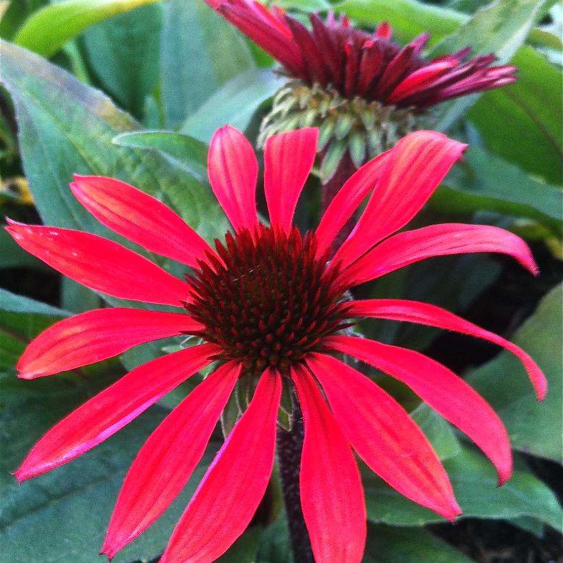 Echinacea x 'Solar Flare' (PP22133) from NVK Nurseries