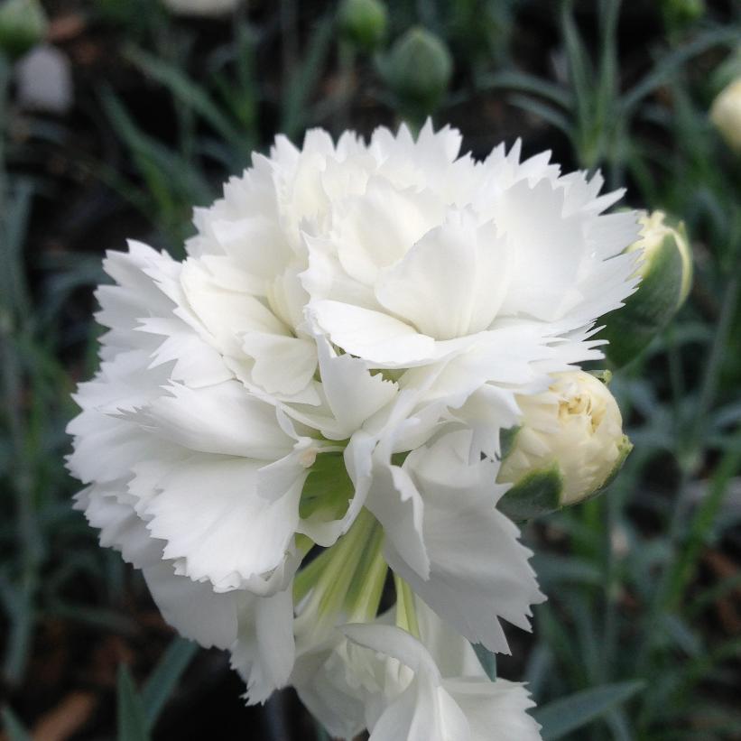 Dianthus x Early Bird™ Frosty ('WP10 VEN06') (PP23894) from NVK Nurseries