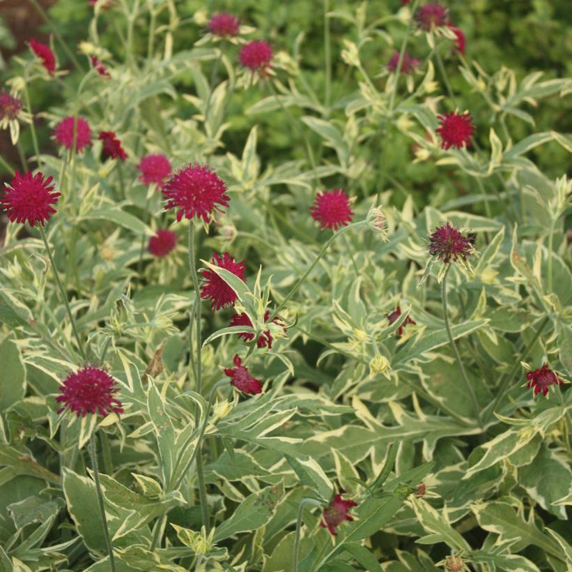 Knautia macedonica 'Thunder and Lightning' (PP21437) from NVK Nurseries