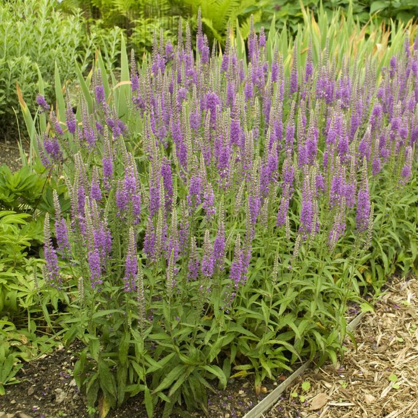 Veronica longifolia 'Eveline' (PP14888, CPBR2404) from NVK Nurseries