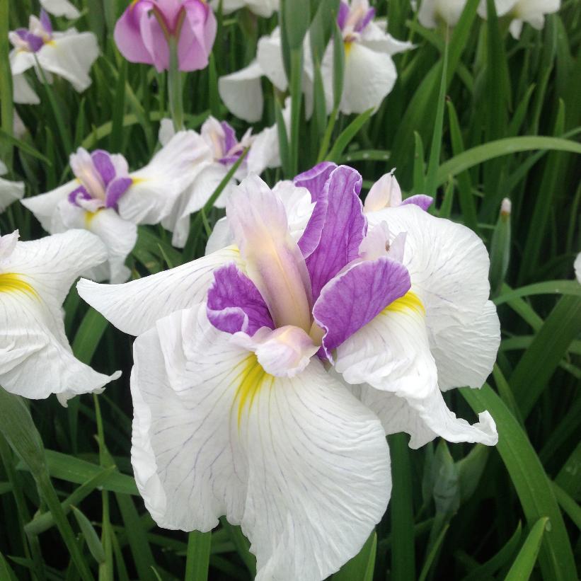 Iris ensata 'Queen's Tiara' from NVK Nurseries