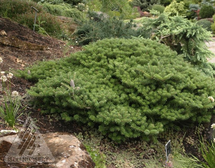 Abies koreana 'Green Carpet' from NVK Nurseries