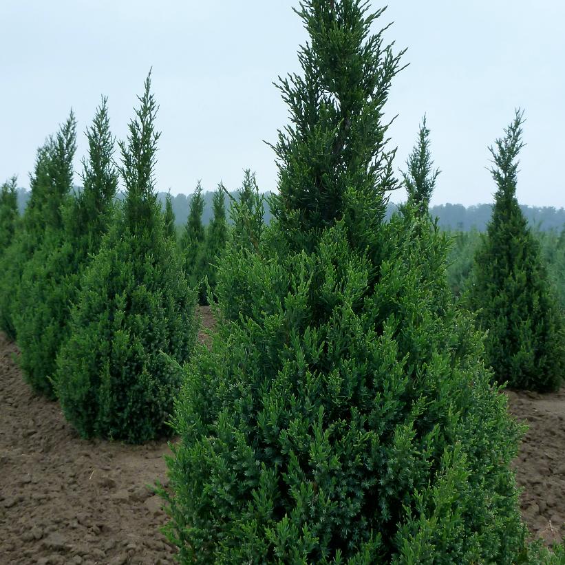 Juniperus chinensis 'Ontario Green' from NVK Nurseries