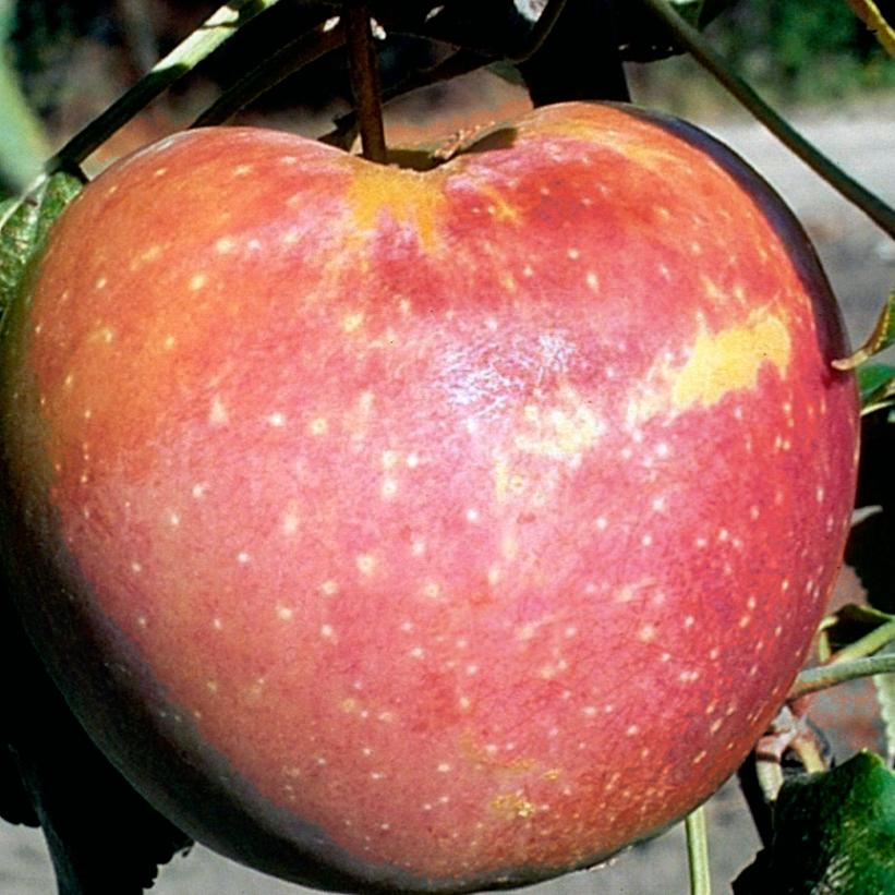 'Goodland' from NVK Nurseries