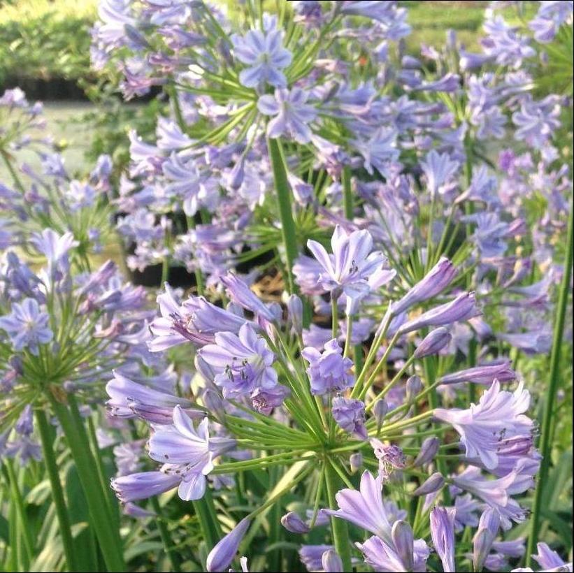 Agapanthus africanus 'Peter Pan' from NVK Nurseries