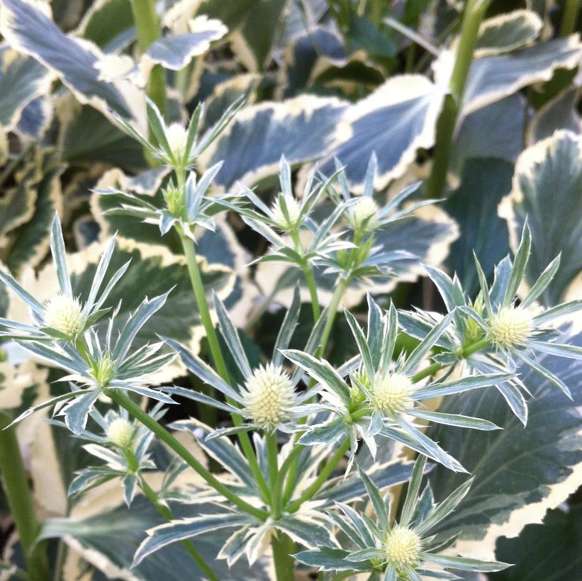 Eryngium planum 'Jade Frost' (PP17370) from NVK Nurseries