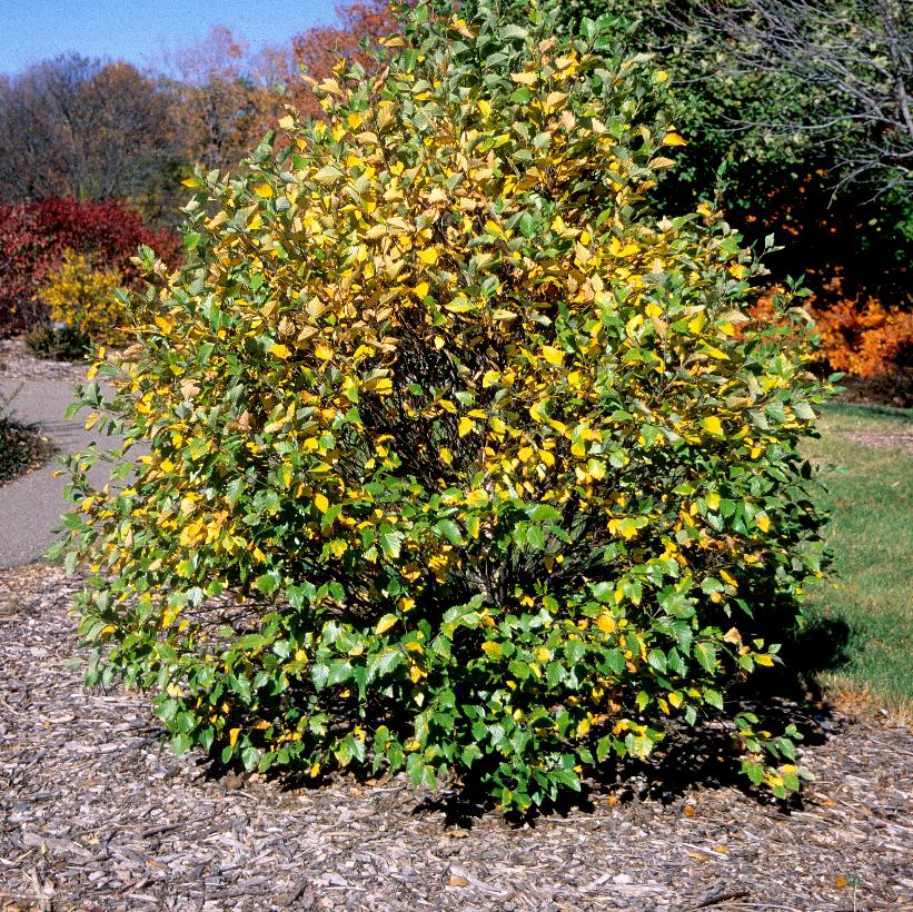 Betula nigra Fox Valley® ('Little King') from NVK Nurseries