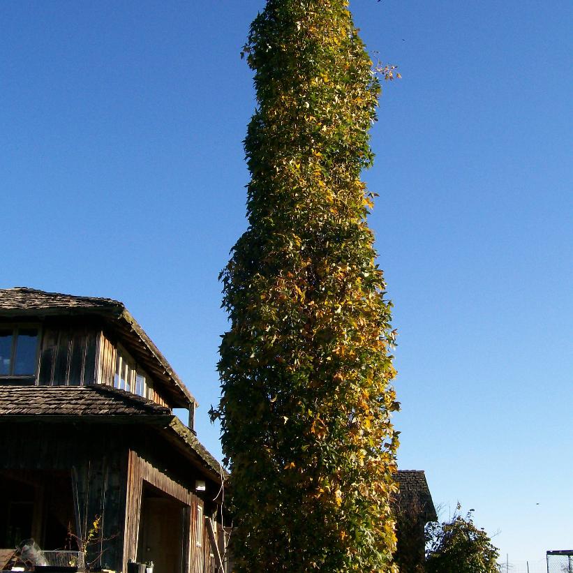 Liquidambar styraciflua 'Slender Silhouette' from NVK Nurseries