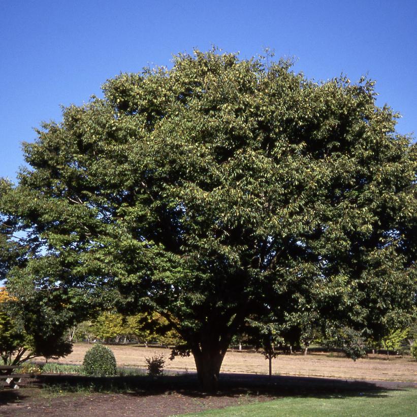 Zelkova serrata 'Village Green' from NVK Nurseries