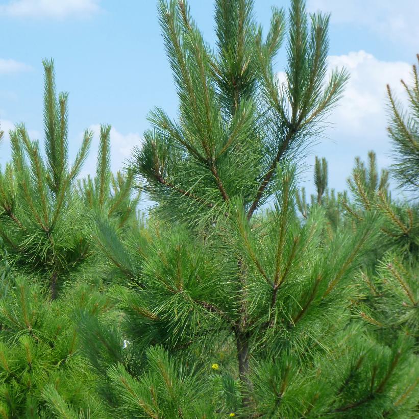 Pinus resinosa from NVK Nurseries