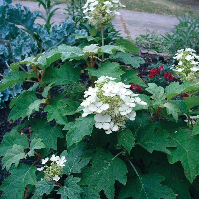 Hydrangea quercifolia 'Sike's Dwarf' from NVK Nurseries