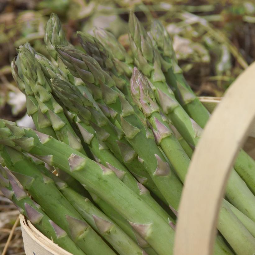 Asparagus officinalis 'Guelph Millennium' (CPBR1427) from NVK Nurseries
