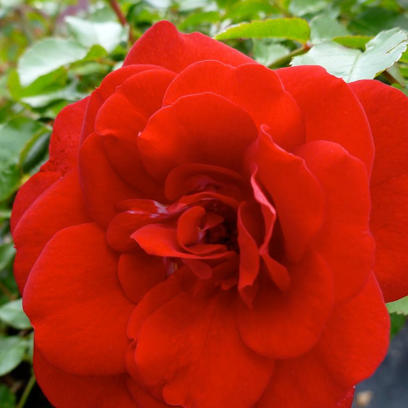 Easy Elegance® Paint the Town ('BAItown') (PP18060) from NVK Nurseries